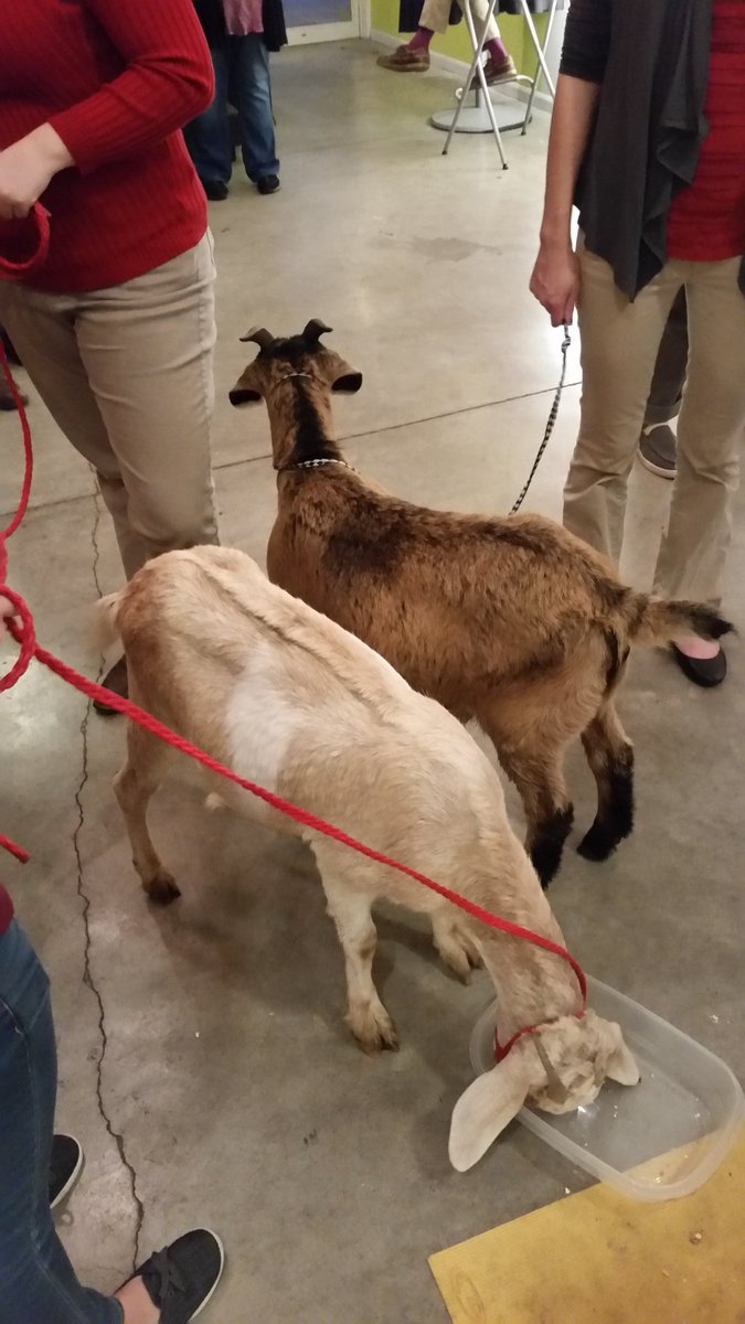 Steven_N_Berk's tweet photo. A great opening for Winter Bones, an exhibition inspired by Harrison Farm at #wildgoosecreative, idyllic pieces & live goats #LoyalToLocal https://t.co/GsoL3SlF3U
