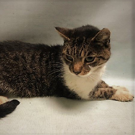 Maree71439592's tweet photo. https://t.co/XTPQWspySe 
😿BEBE😿
KILLED 11/4/17!
Adorable Sweetheart Only 4 Years Old.
#RIPBebe  🌈🐾🙏😿
Killing Innocent Souls Must STOP! #USA https://t.co/Blxc4GVK6F