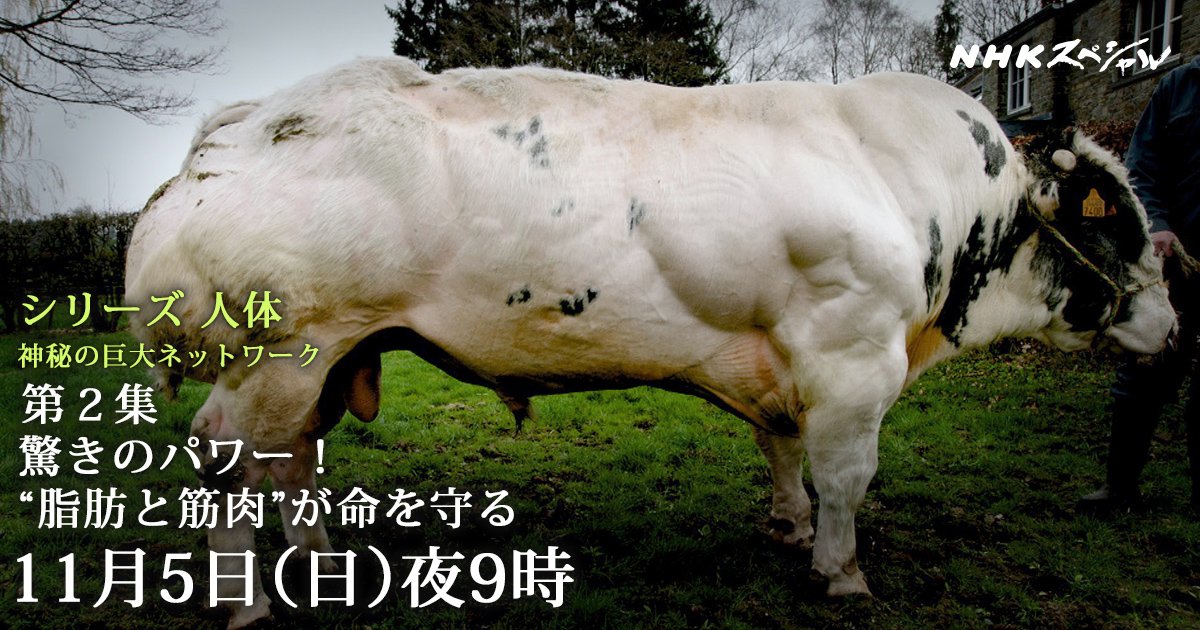 Ｎｈｋスペシャル公式 On Twitter: "“脂肪と筋肉”は、体の７割をしめる超重要な臓器だった! え～っ。脳を操っているのは、実は“脂肪”！?  あなたがダイエットに失敗する本当の理由が明らかに！ #Nhkスペシャル 「 #人体 驚きのパワー！“脂肪と筋肉”が命を守る」 Https://T ...