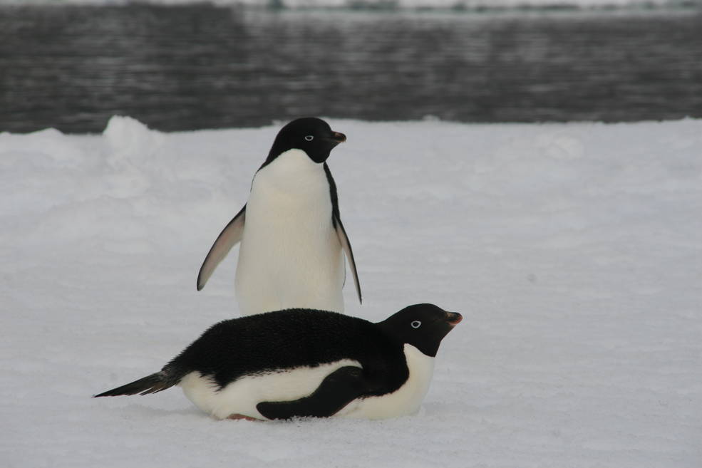 NASA on Twitter: "Penguins are important indicators of change in the