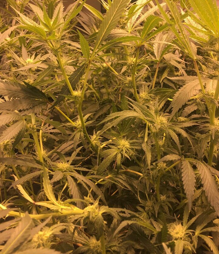 🍪🍪Gorilla Cookies🍪🍪