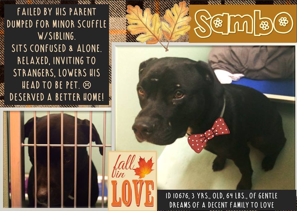 gaviota330's tweet photo. GOBI
SAMBO
BEN
DINO
INNOCENT PETS
HOPED 4 COMPASSION
SUFFERED PAINFUL LONG AGONY
#NYC ANIMAL CARE CENTER INHUMANELY KILLS PETS DAILY https://t.co/h5f2AmVHXX