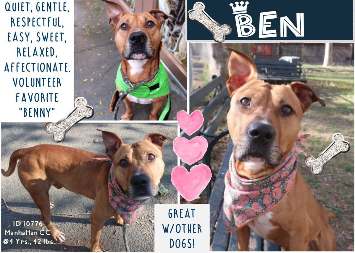 gaviota330's tweet photo. GOBI
SAMBO
BEN
DINO
INNOCENT PETS
HOPED 4 COMPASSION
SUFFERED PAINFUL LONG AGONY
#NYC ANIMAL CARE CENTER INHUMANELY KILLS PETS DAILY https://t.co/h5f2AmVHXX
