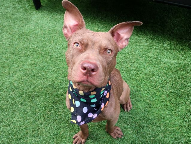 gaviota330's tweet photo. GOBI
SAMBO
BEN
DINO
INNOCENT PETS
HOPED 4 COMPASSION
SUFFERED PAINFUL LONG AGONY
#NYC ANIMAL CARE CENTER INHUMANELY KILLS PETS DAILY https://t.co/h5f2AmVHXX