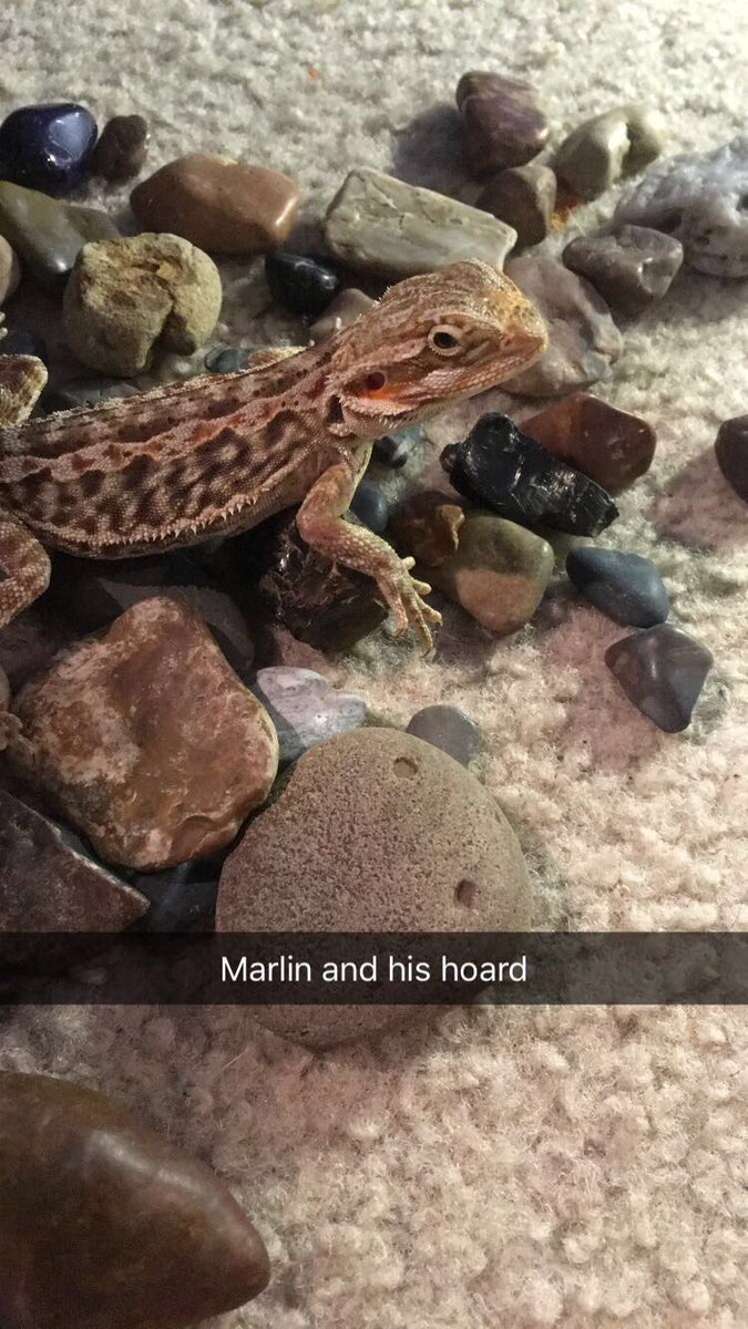 ThatLizardLady's tweet image. Lizards amirite