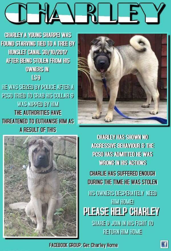 TrulyMadlyLeeds's tweet photo. @RealScottMaslen pls RT for this poor dog, stolen, then abandoned, then found but now faced with being put to sleep 😕 #getcharleyhome https://t.co/YZvPwwQboP