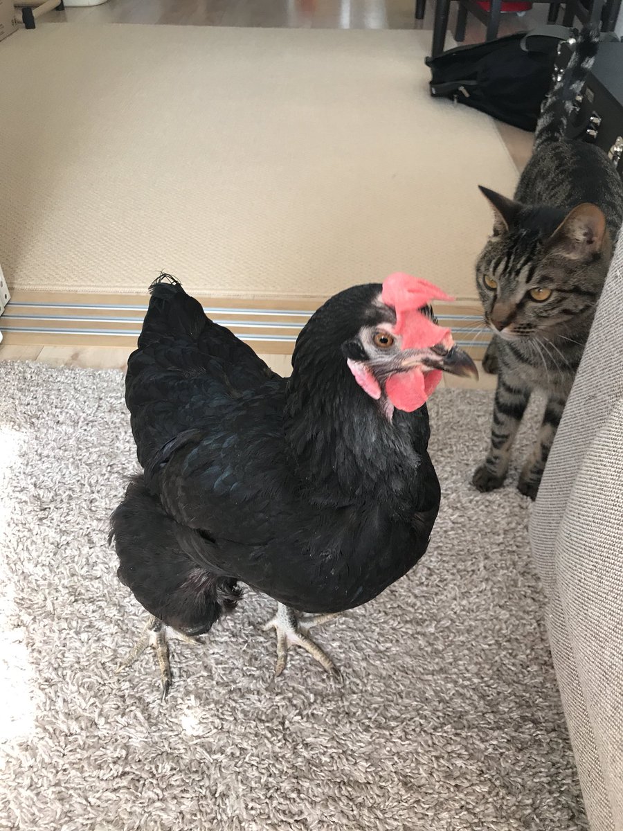 ちゅ るが原因で抗争勃発 猫さんも鶏さんも 大好きだから譲れない状態 でかわいい Togetter