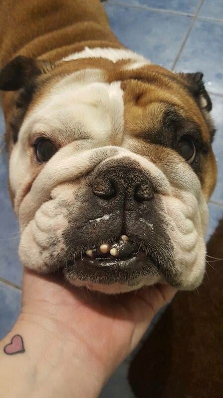 EdwardsFriend's tweet photo. ๐ฌ๐งIzzy, Ozzy & Tallulah ๐ฌ๐งnow under #EF wings๐พ #AdoptDontShop #foster #bulldogsoftwitter #bulldoglove #RescueDogs #rescue #newintakes https://t.co/layDth5D8N