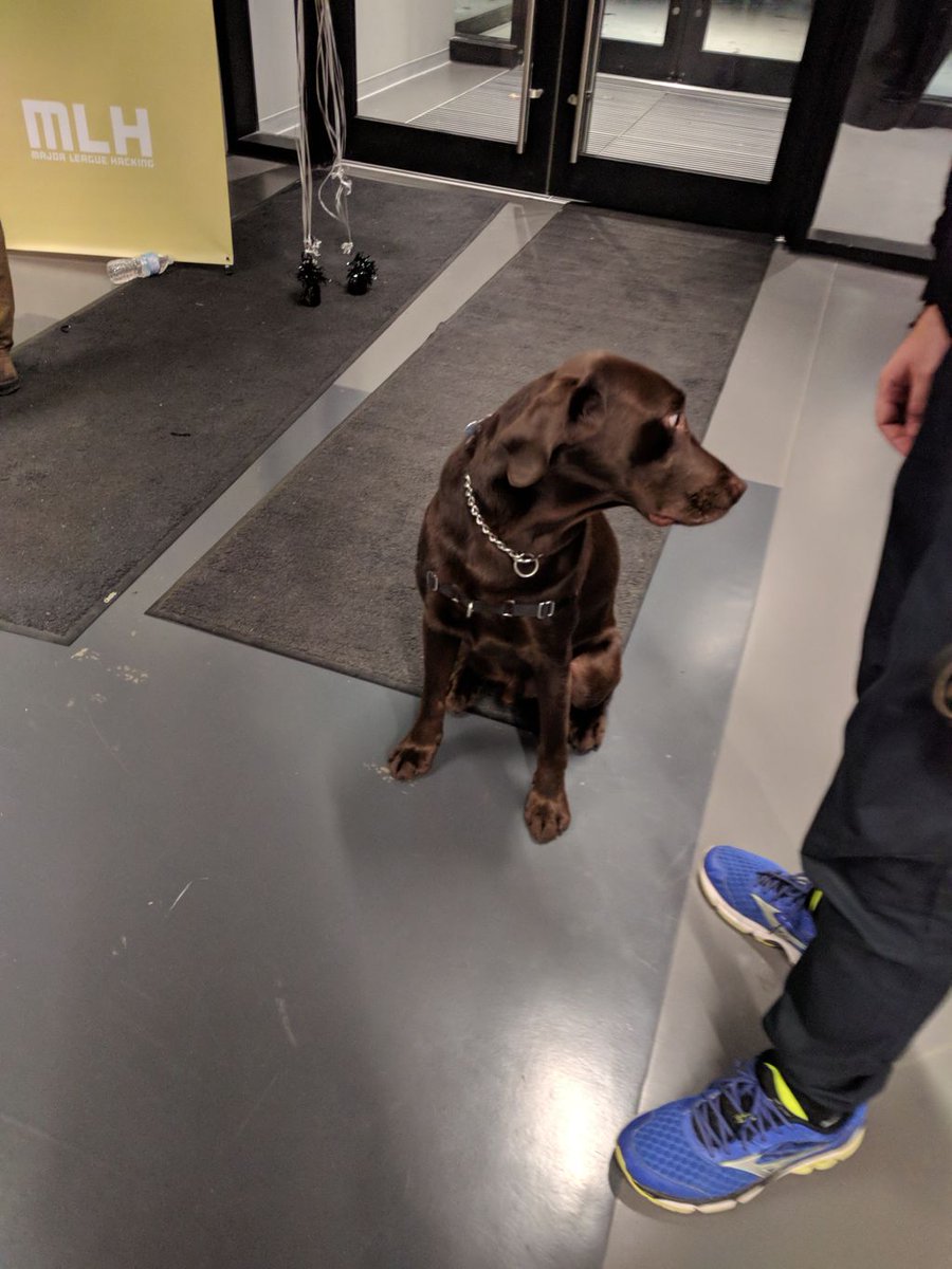 MLHacks's tweet photo. Dakota is here and ready to hack! @echacks #echacks #hackathondogs https://t.co/5j47tFP2NS