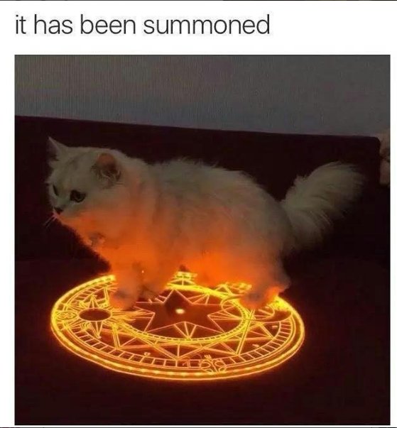 thedungeoncast's tweet image. The forbidden ritual is complete. #dnd #cats #magic