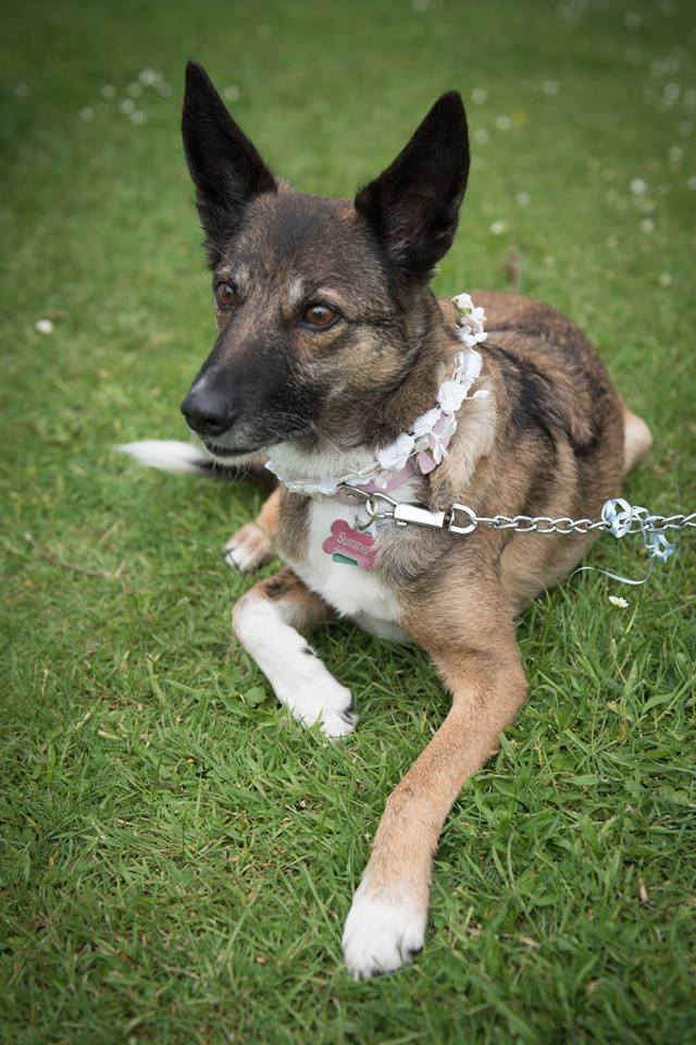 12 yrold #DOG is MISSING, CWMLLYNFELL BRYNAMMAN SA9 #Wales
Is poss on #BlackMountains
 🙏Can You Help #Search #Poster
facebook.com/profile.php?id…