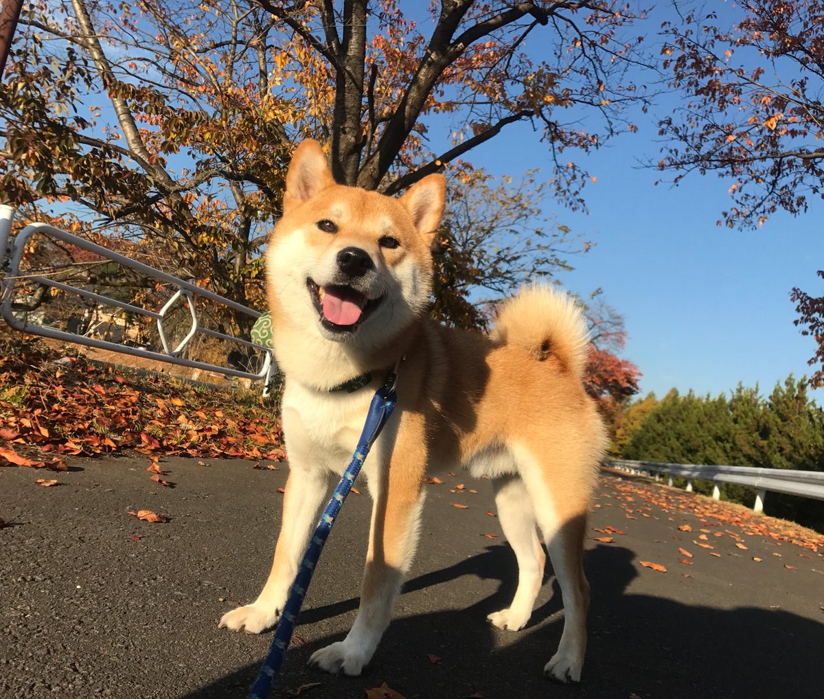 maisama's tweet photo. 秋の散歩を満喫ちう〜！ https://t.co/cqWXcqfJQH