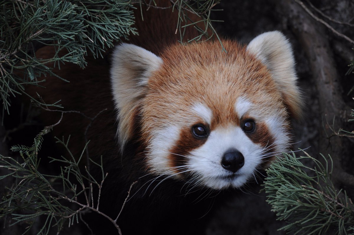 横浜市立野毛山動物園 公式 おはよございます ３連休最終日 本日も開園しています 動物園周辺の混雑が予想されますので お越しの際は交通ルールをお守りの上お気をつけてお越しくださいませ 野毛山動物園 安全第一