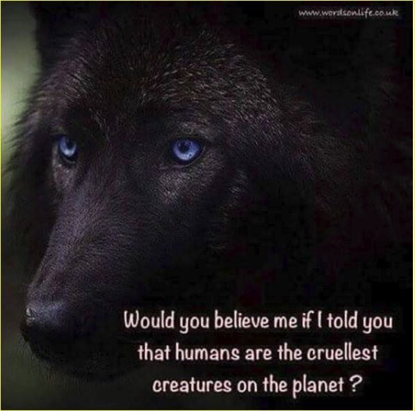 evelyn_m_k's tweet photo. Good Night Dear PJ β€οΈππΌ Hope you had a great trip! #BanIditQuest ππΆπ’π€ #BoycottIditarod #BoycottYukonQuest #SaveSledDogs. @pjjohnsonYukon https://t.co/P13DSlWwhN