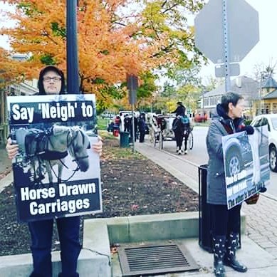 ATWARFORANIMALS's tweet image. From our horse carriage protest in NOTL today. #stopusinganimals #speciesism