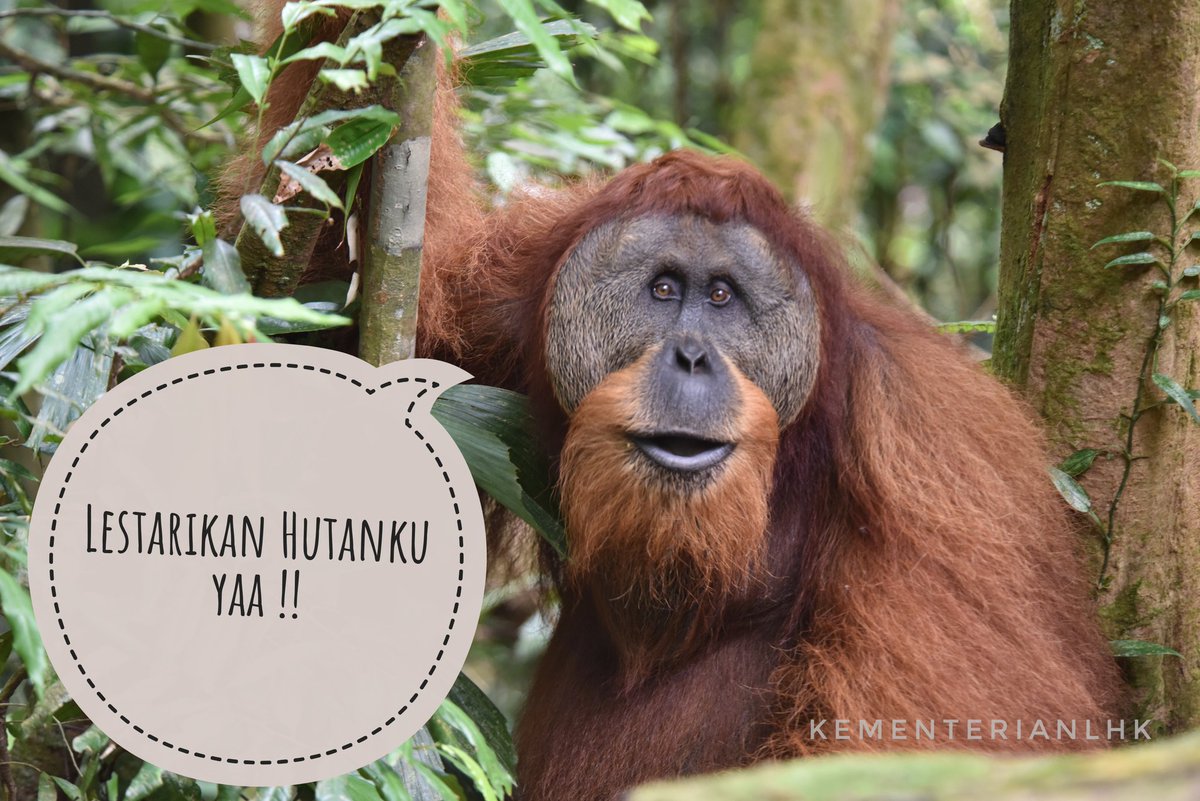 kemenhut_ri's tweet photo. Pagi sobat hijau, Selamat Hari Cinta Puspa dan Satwa Nasional. "Jaga lingkungan dan hutan, maka satwa pun terjaga".
#KLHK 
#HCPSN https://t.co/CNsyA18FZV