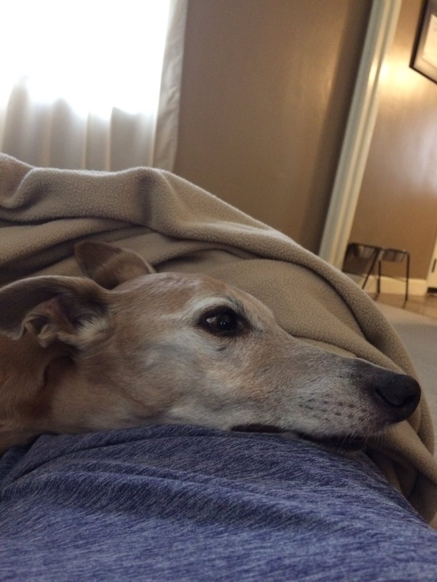 ElisaBecze's tweet photo. Just when my heart was starting to refill, it empties again. #porterthewhippet #rip https://t.co/EERBU8RhzF