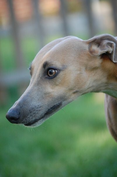 ElisaBecze's tweet photo. Just when my heart was starting to refill, it empties again. #porterthewhippet #rip https://t.co/EERBU8RhzF