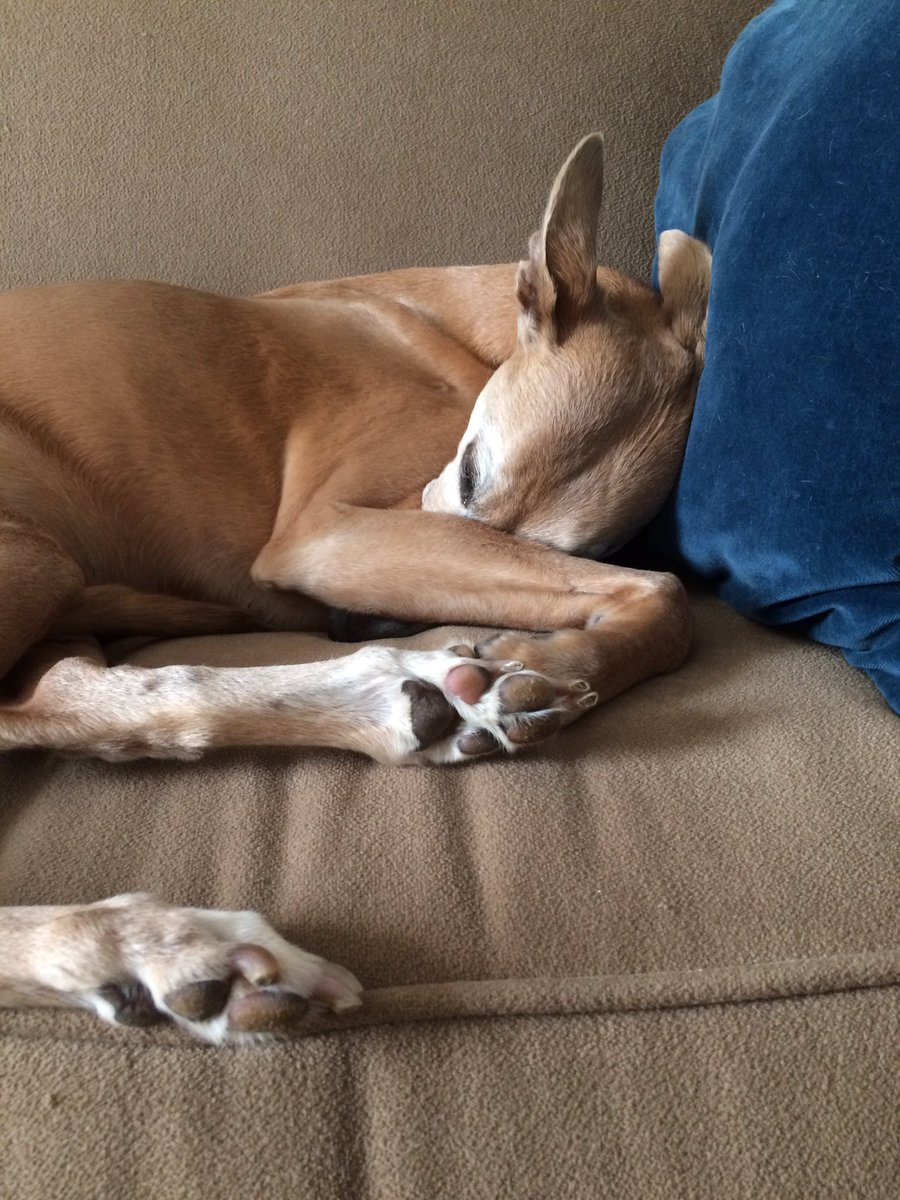 ElisaBecze's tweet photo. Just when my heart was starting to refill, it empties again. #porterthewhippet #rip https://t.co/EERBU8RhzF