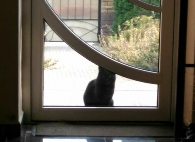 xexe_club's tweet image. Когда покормил уличного кота

Неделю назад начали подкармливать уличного кота, после чего он стал приходить под ...  xexe.club/228107-kogda-p…