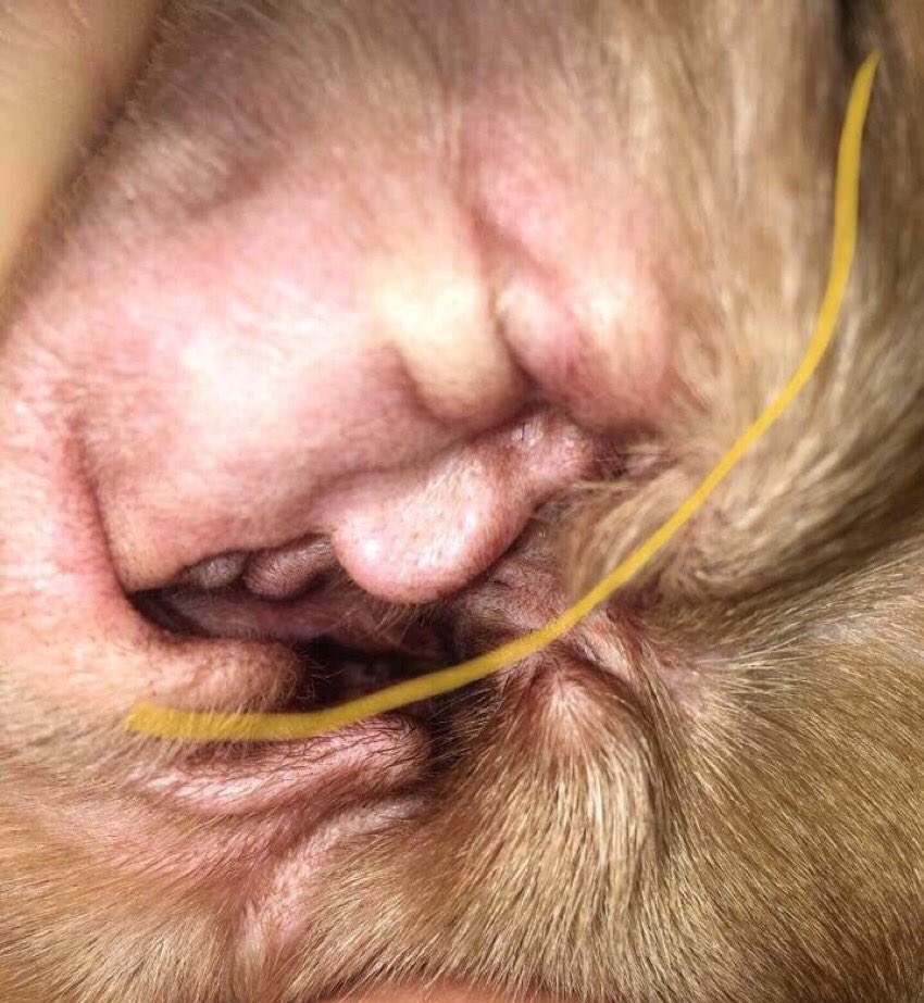 boredcracker's tweet photo. the inside of my uncles dogs ear look like donald trump!! 😂😂😂😂😂 https://t.co/16GCmgjKSc