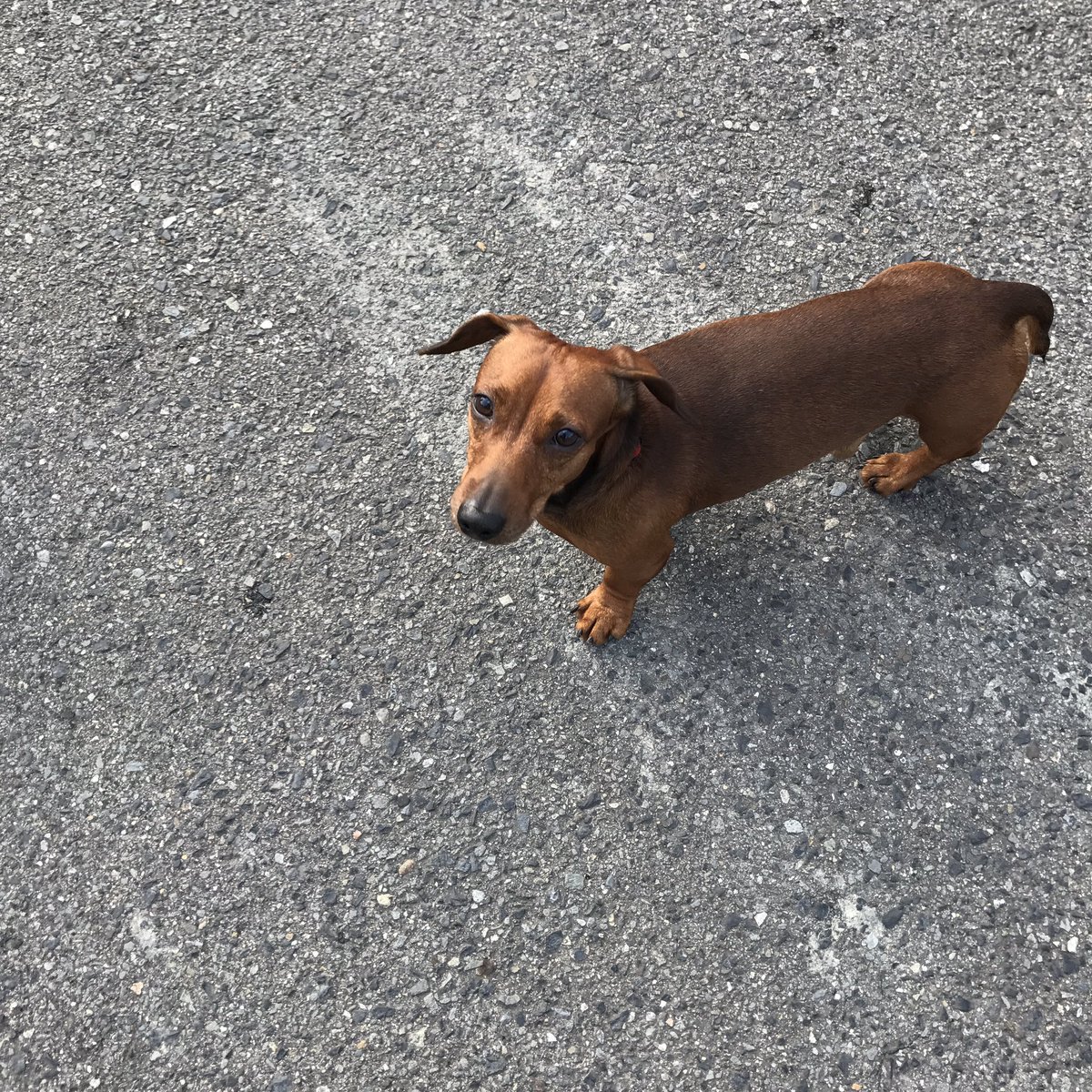 Ainyooon 迷子犬です 平成29年11月5日 火 午前10時頃兵庫県神戸市長田区の夢野台公園付近 長田警察署 名倉交番に届けました 迷子犬 ミニチュアダックスフント ミニチュアダックスフンド オス 茶 レッド スムース Maigo Dog