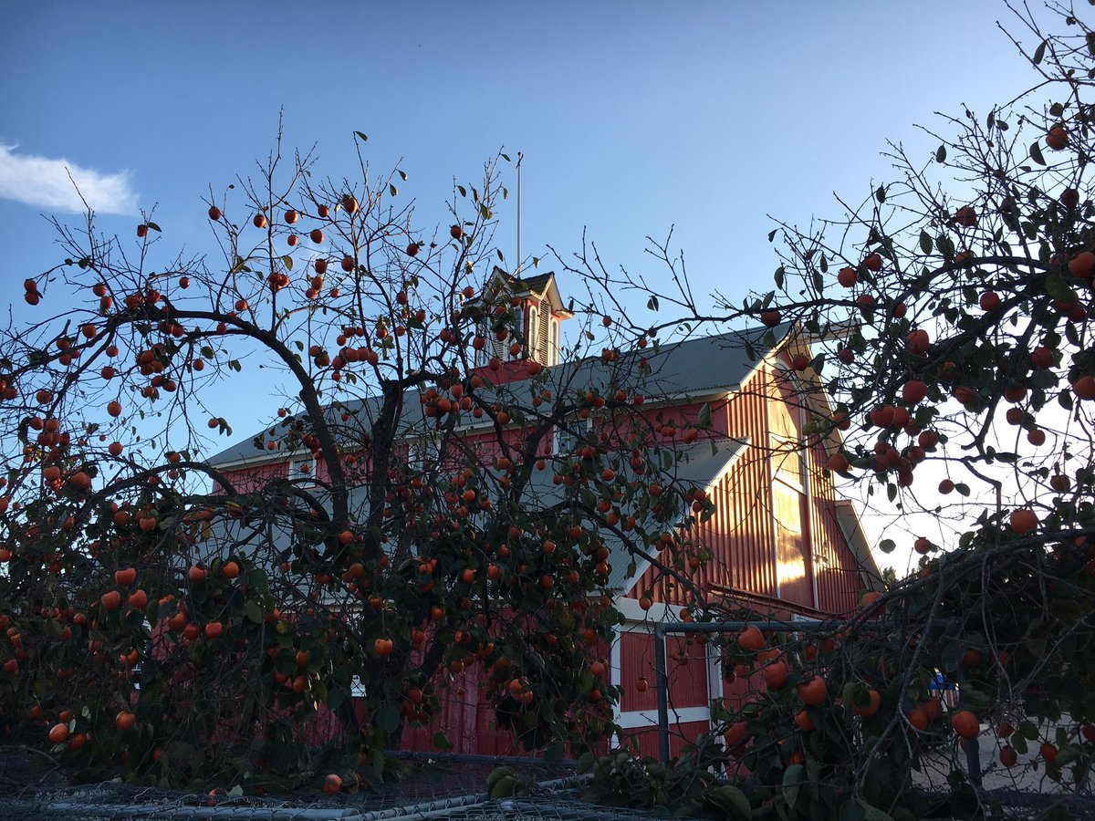 805foodie's tweet photo. ๐ฑ Day of Ventura County farm tours ends w/ party, cocktails, live music, BBQ @ UC Hansen ag center in Santa Paula @SEE_AG #vcfarmday https://t.co/bxtCzUnl3E