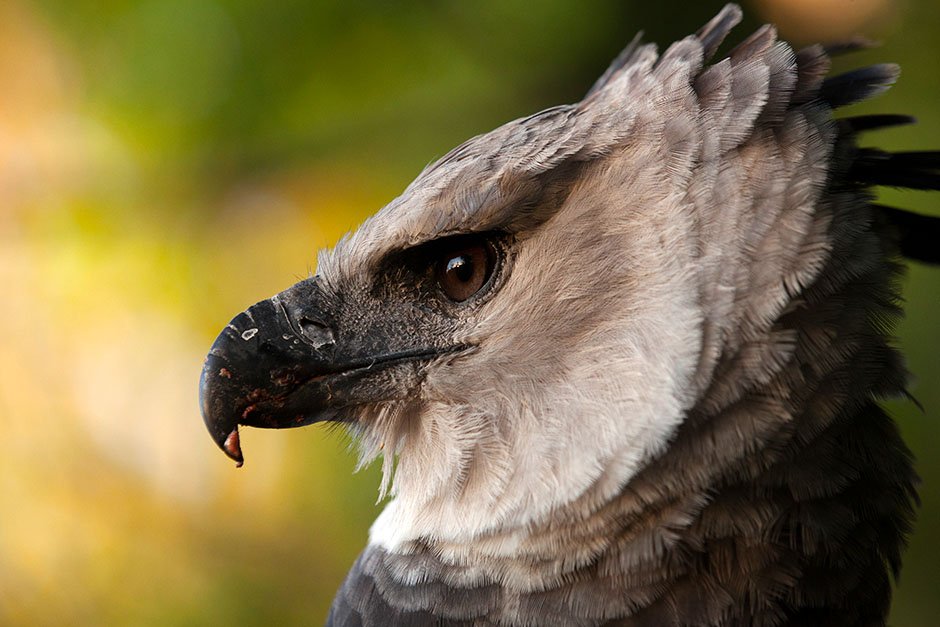 تمتاز الطيور الجارحة عن غيرها من الطيور بانحناء منقارها المدبب والذي يمكنها من تقطيع اللحوم