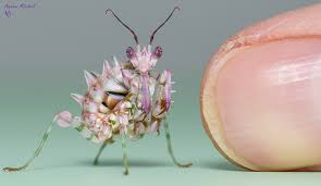griffons_11's tweet photo. パラジュードン、がホンマにおったとは!
大きさは全然ちゃうけど(苦笑。
#SpinyFlowerMantis https://t.co/gUrM9j9PxB