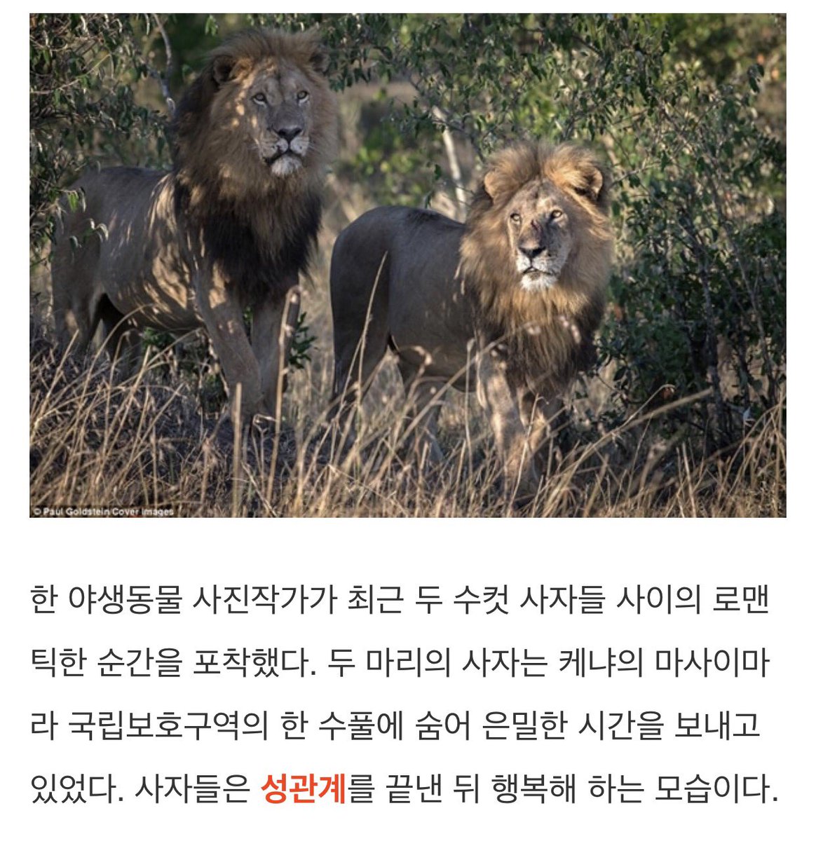 Sugar_Siwan's tweet photo. 수컷 사자들끼리 섹스했대 https://t.co/hKgfwxZw1F