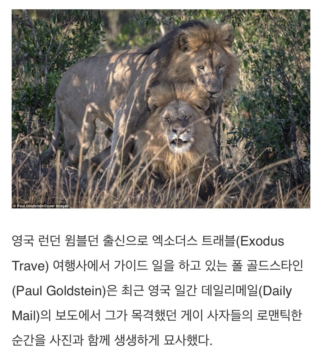 Sugar_Siwan's tweet photo. 수컷 사자들끼리 섹스했대 https://t.co/hKgfwxZw1F