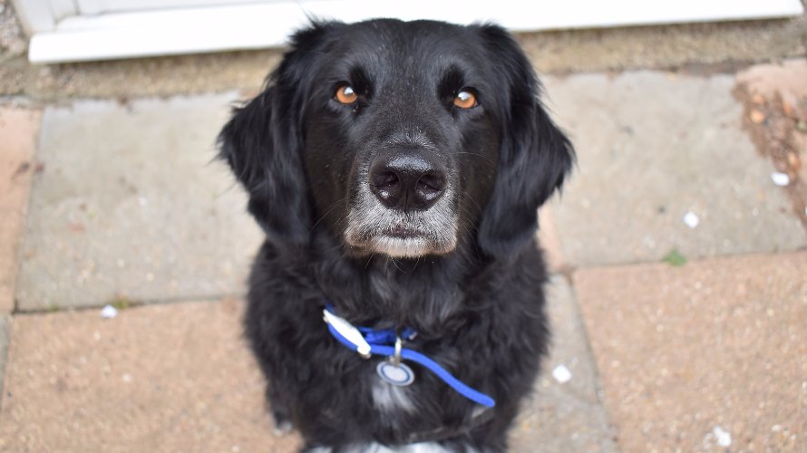 Battersea_'s tweet photo. Gorgeous Mac has been at Battersea for almost 150 days. Let's find this sensitive soul a new home: https://t.co/ZsE3Tkgkkb https://t.co/Qoxo8DP8wb