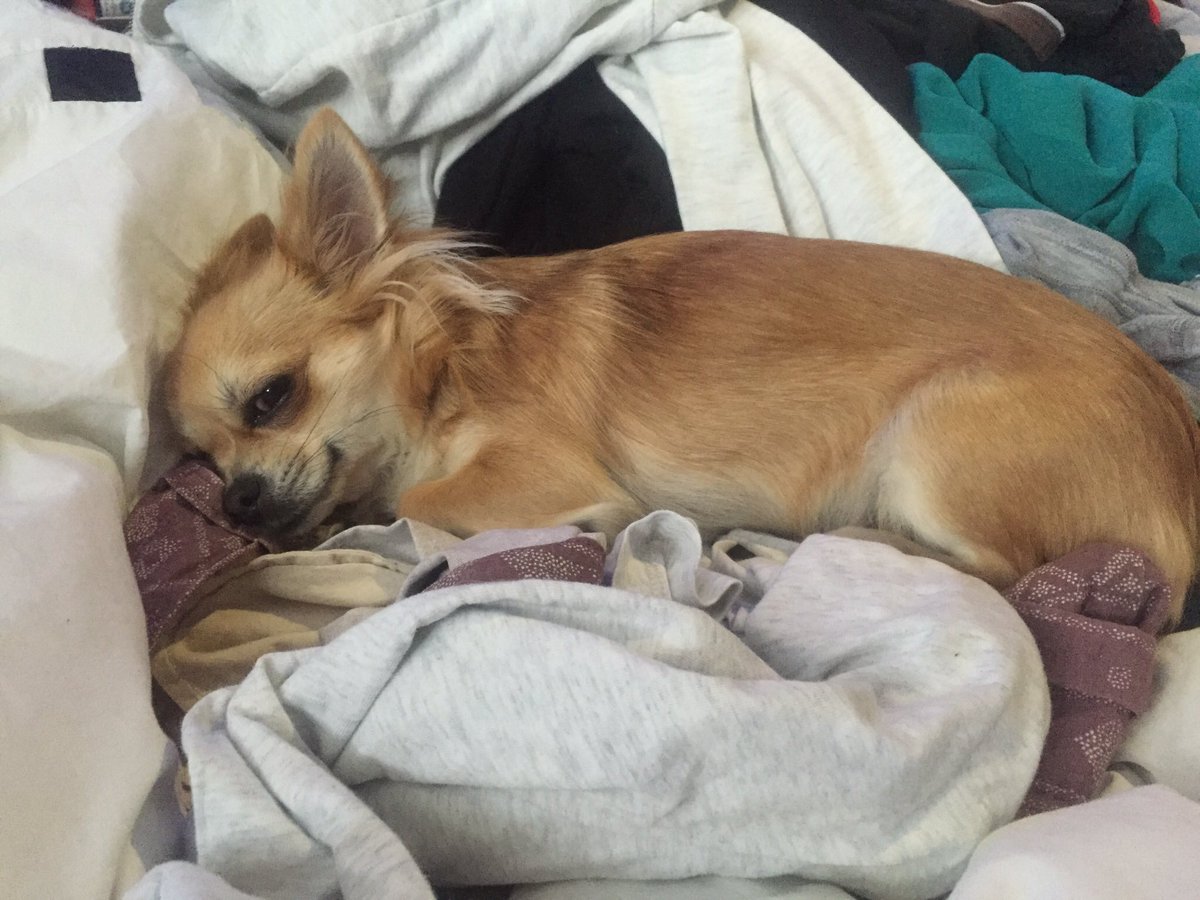 ClassicDogBlog's tweet image. This is what Sundays are about