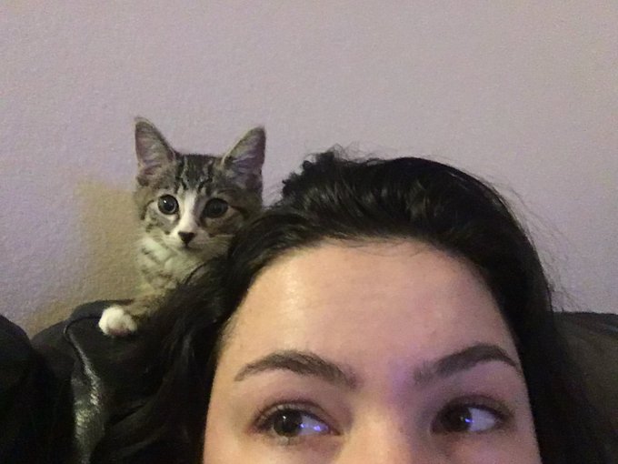 🎶I got my eyes on you, you’re everything I see🎶 #obsessed #kitten https://t.co/GEbk3njQOJ<a href="/tag/kitten"class="tags"><span>&#35;kitten</span></a><a href="/tag/obsessed"class="tags"><span>&#35;obsessed</span></a>