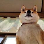 こちらを見下ろしている顔が完全に支配者ｗ柴犬のセリフをアテレコしてみたw