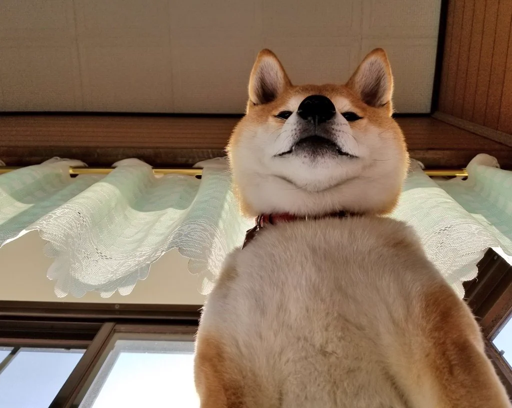 こちらを見下ろしている顔が完全に支配者ｗ柴犬のセリフをアテレコしてみたｗｗ