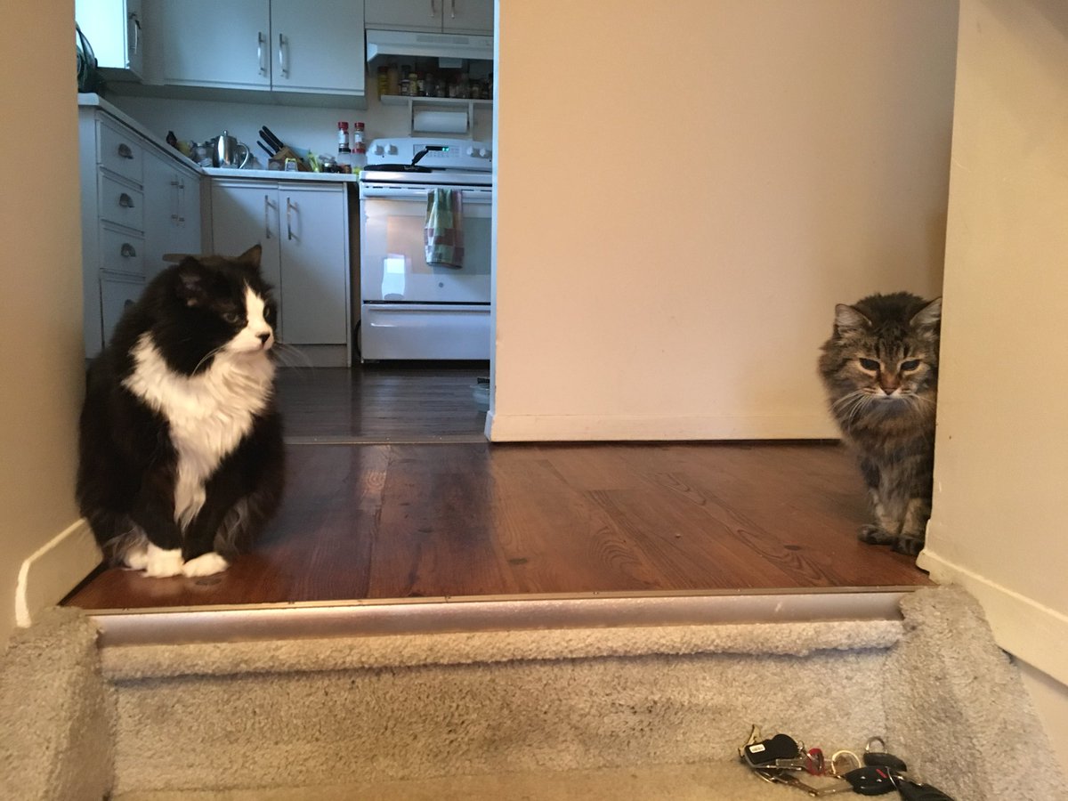 CherTonnesen's tweet photo. Not gonna lie, I’ll miss having two cats giving me the “you’re not really leaving for the whole day” guilt trip when I leave for work. https://t.co/WS3qooSJAI