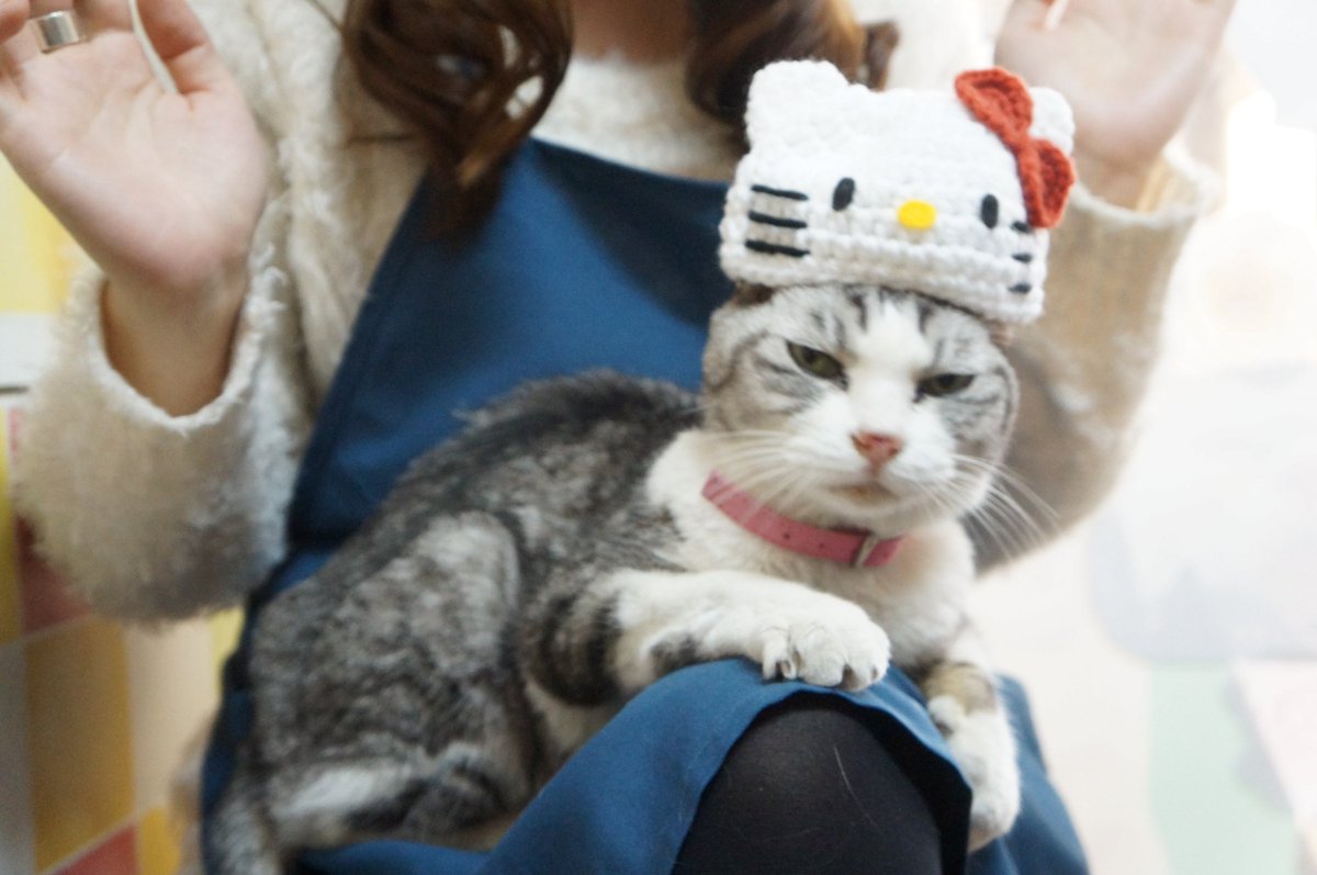 猫カフェゆる猫 閉店しました 拡散希望 堺区五条通で保護されたサバ白さんです とても人懐っこい膝乗りさんです 歯が片方ないです 飼い主さん探してませんか ゆる猫で保護してるので心当たりのある方はご連絡お待ちしてます W