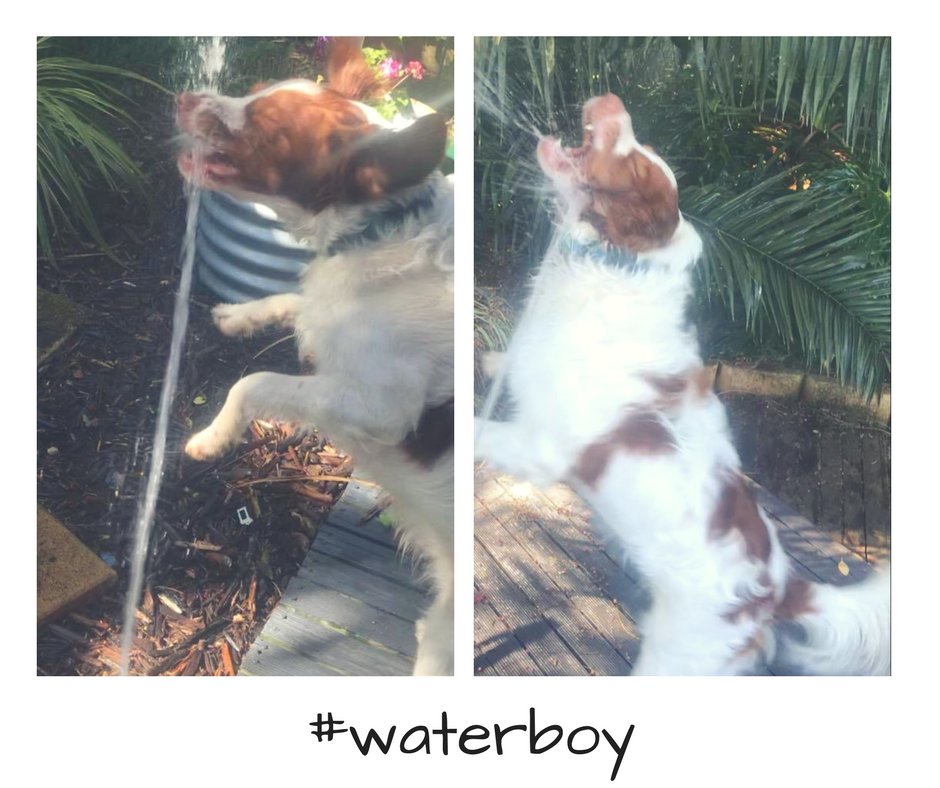 RachelBlack2009's tweet photo. #Brittany #NotSpaniel The garden watering challenge. #L'EpagnuelBreton https://t.co/qftnP7Fpsb