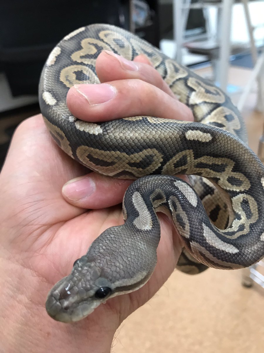 Kennyワイルドファミリー店 Ar Twitter ボールパイソン シナモン ゴースト入荷しました 円 千葉爬虫類 爬虫類 ボールパイソン ワイルドファミリー