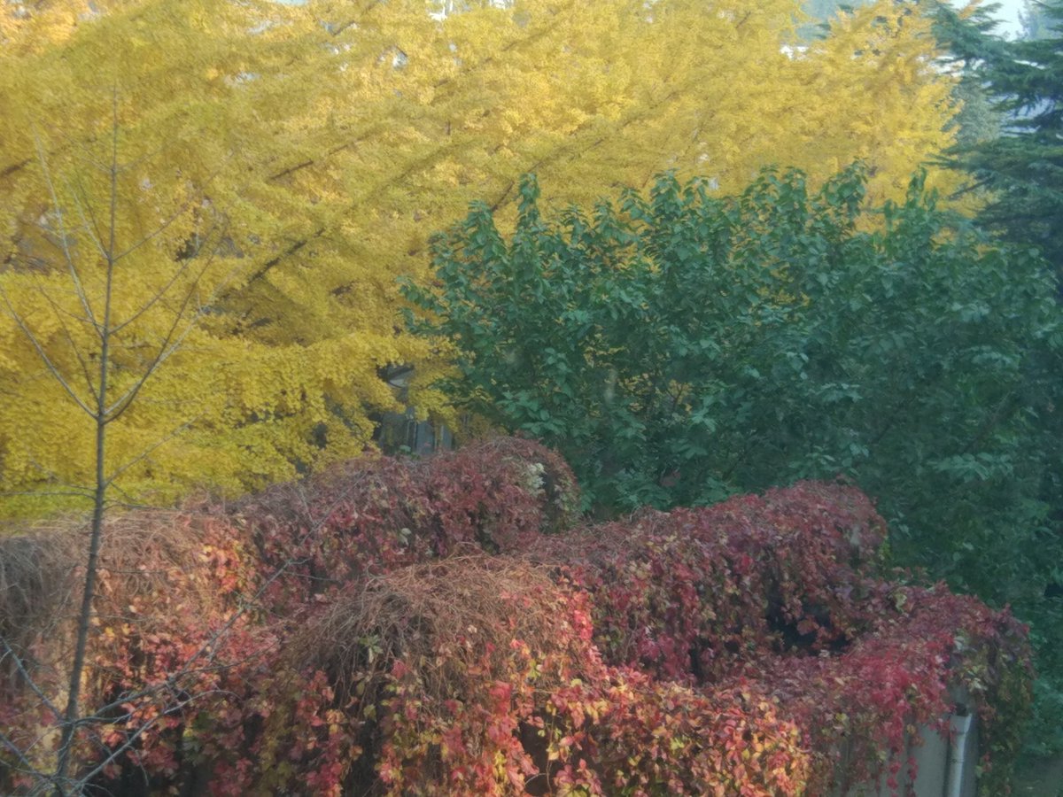 p95rakib's tweet photo. ''Isn't  it good color combination....? https://t.co/Os7n0i4j6y