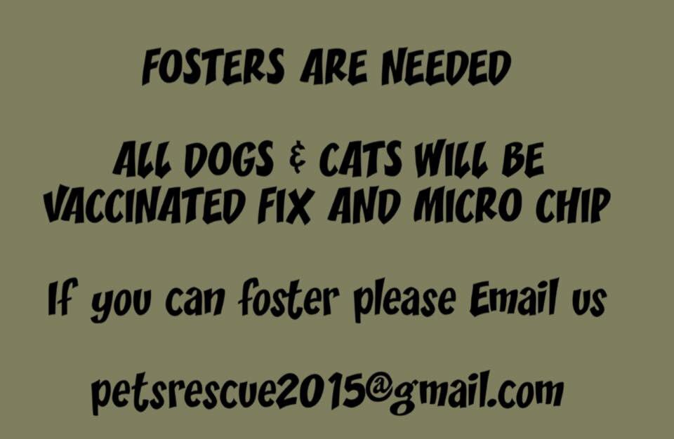 Petsrescue2015's tweet photo. https://t.co/bimYkf8Lo9