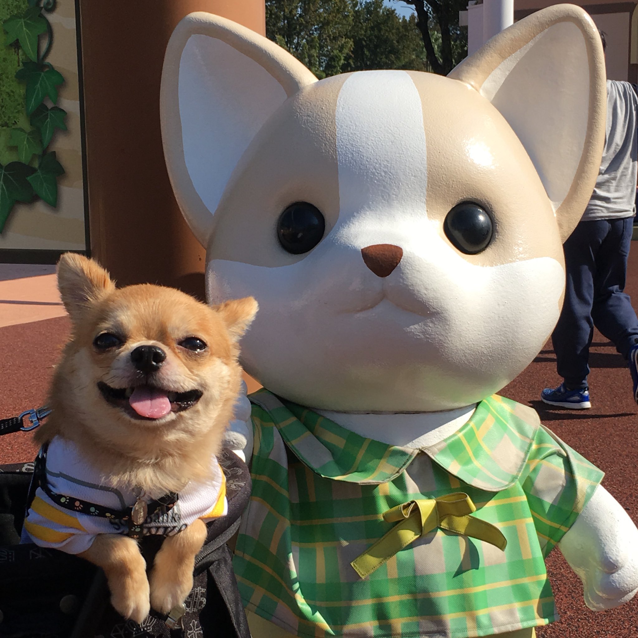 Lineスタンプ販売中 Twitterren 最初はビビってた シルバニアファミリーにも 慣れたようでこの表情 かわゆす Chihuahua チワワ 犬 いぬ かしいかえん 福岡 遊園地 シルバニアファミリー 犬吉猫吉 撮影会 モデル犬 抱っこちゃん