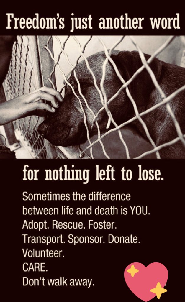 Petsrescue2015's tweet photo. https://t.co/wty62DEnsO