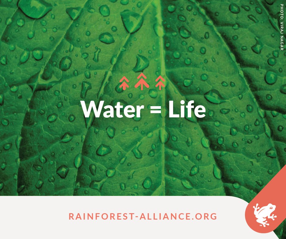 RnfrstAlliance's tweet photo. Forests provide renewable water supplies to 76% of the global population. Help us protect the source of life: https://t.co/vChNbRGcjL https://t.co/MXGYdUOb9E
