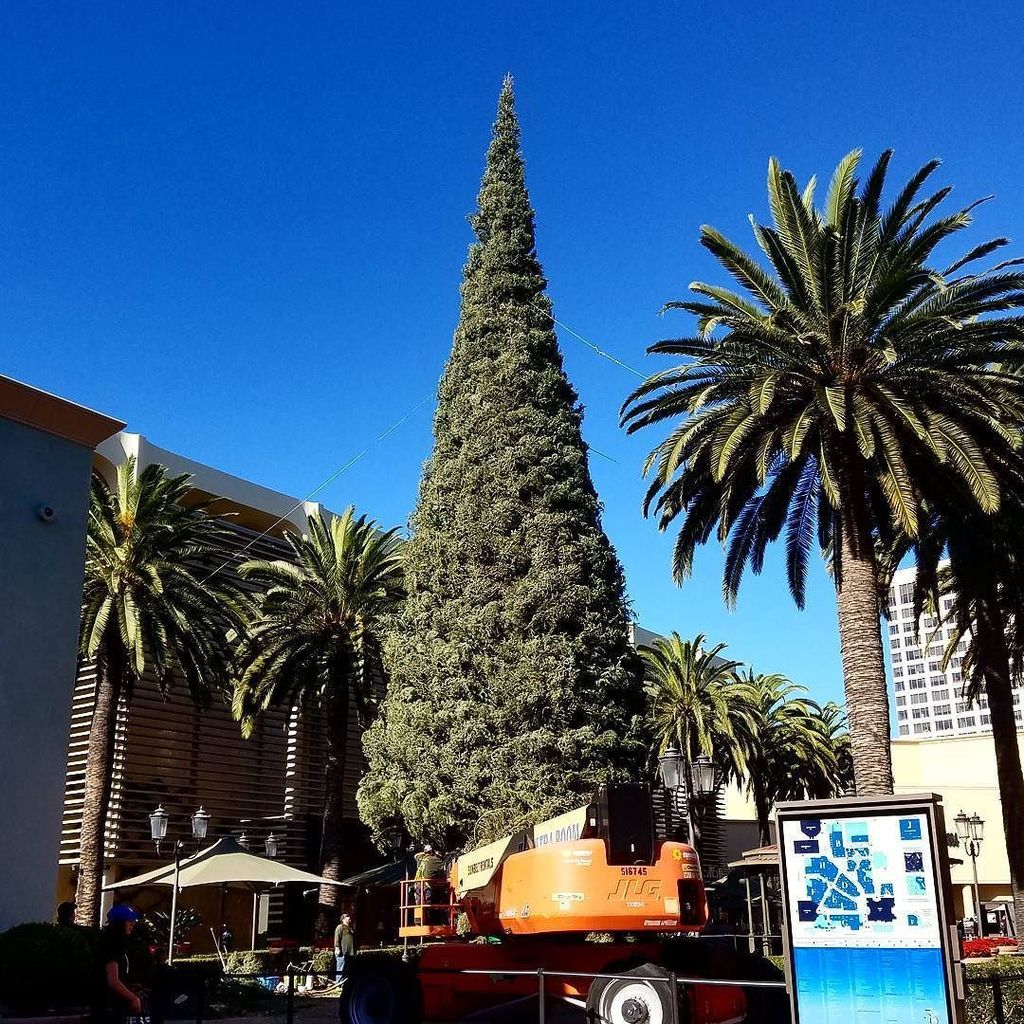 abalcomrealty's tweet photo. Christmas tree going up at Fashion Island in Newport. So beautiful against the clear blue California sky! .
.
.
#fashionisland #newportbeac… https://t.co/yTmhHb6Sqk