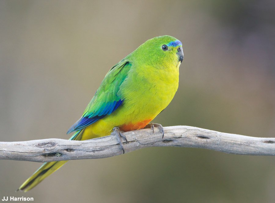Ornithomedia's tweet photo. Australasian Ornithological Conference (#AOC17) à Geelong (#Australie) du 8 au 11/11 https://t.co/z6tUYLSzKn #oiseaux #birds #ornithology https://t.co/qwpjzYiyF7