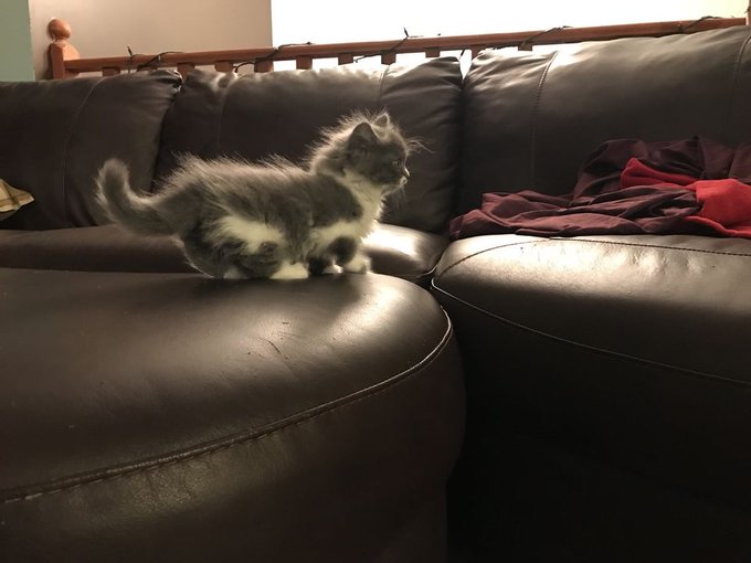 View image on Twitter