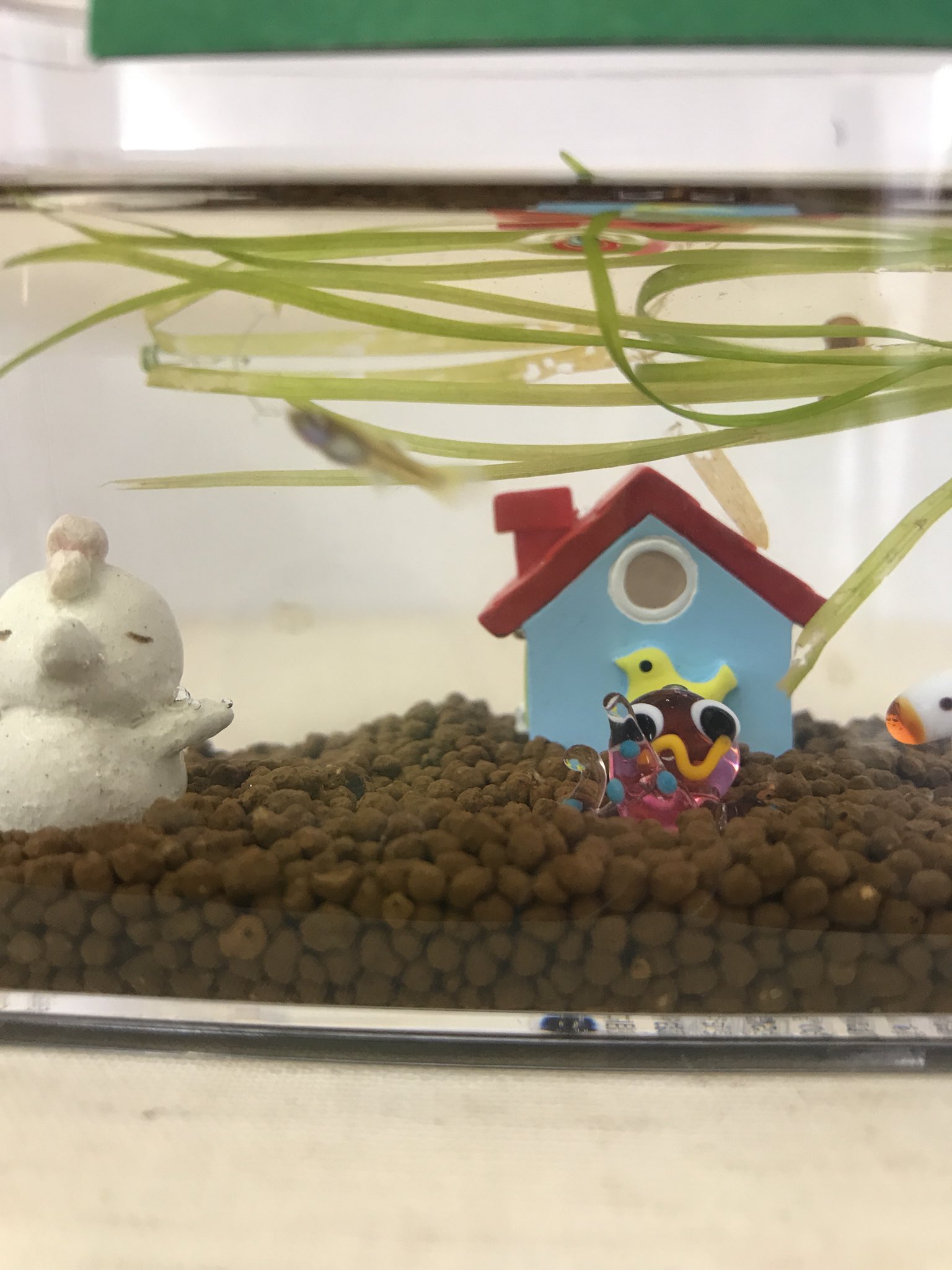 毛糸のダック V Twitter お家で生まれたグッピーの赤ちゃん とレッドラムズホーン 赤タニシ の赤ちゃん 癒されます 水槽と餌付きで500円です ヾ ๑ ﾉ