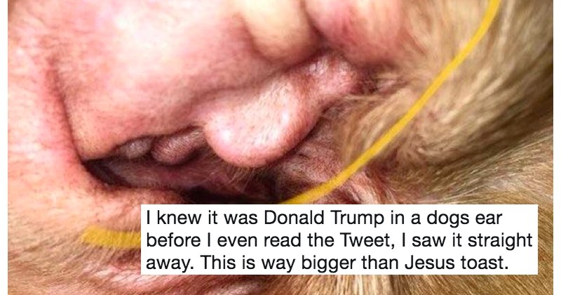 Someone found Donald Trump in their dog's ear and people are totally weirded out thepoke.co.uk/2017/11/05/som…